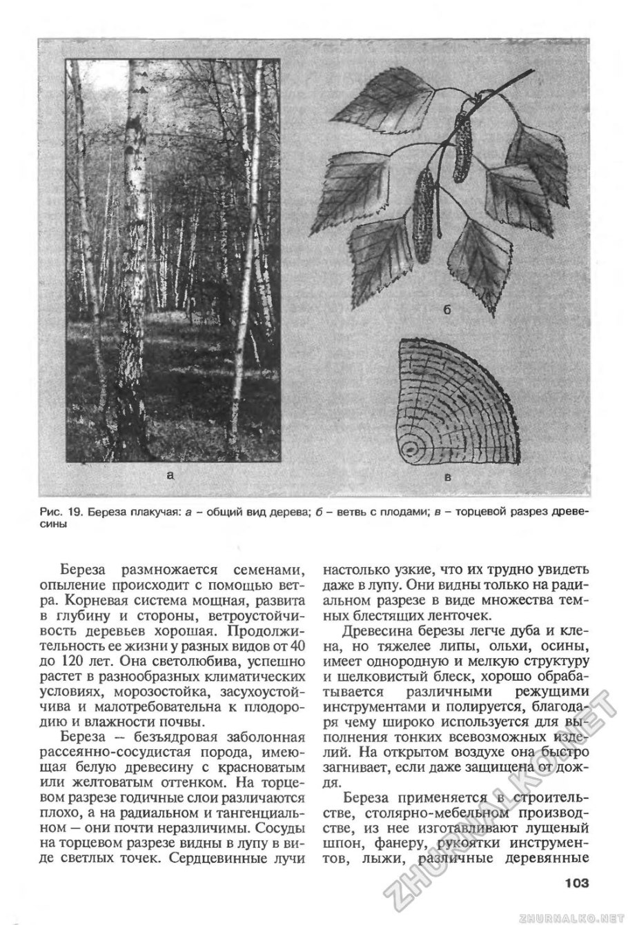 Размножение корневыми отпрысками