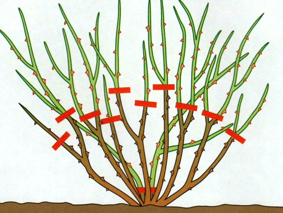 Vegetative propagation of Plants