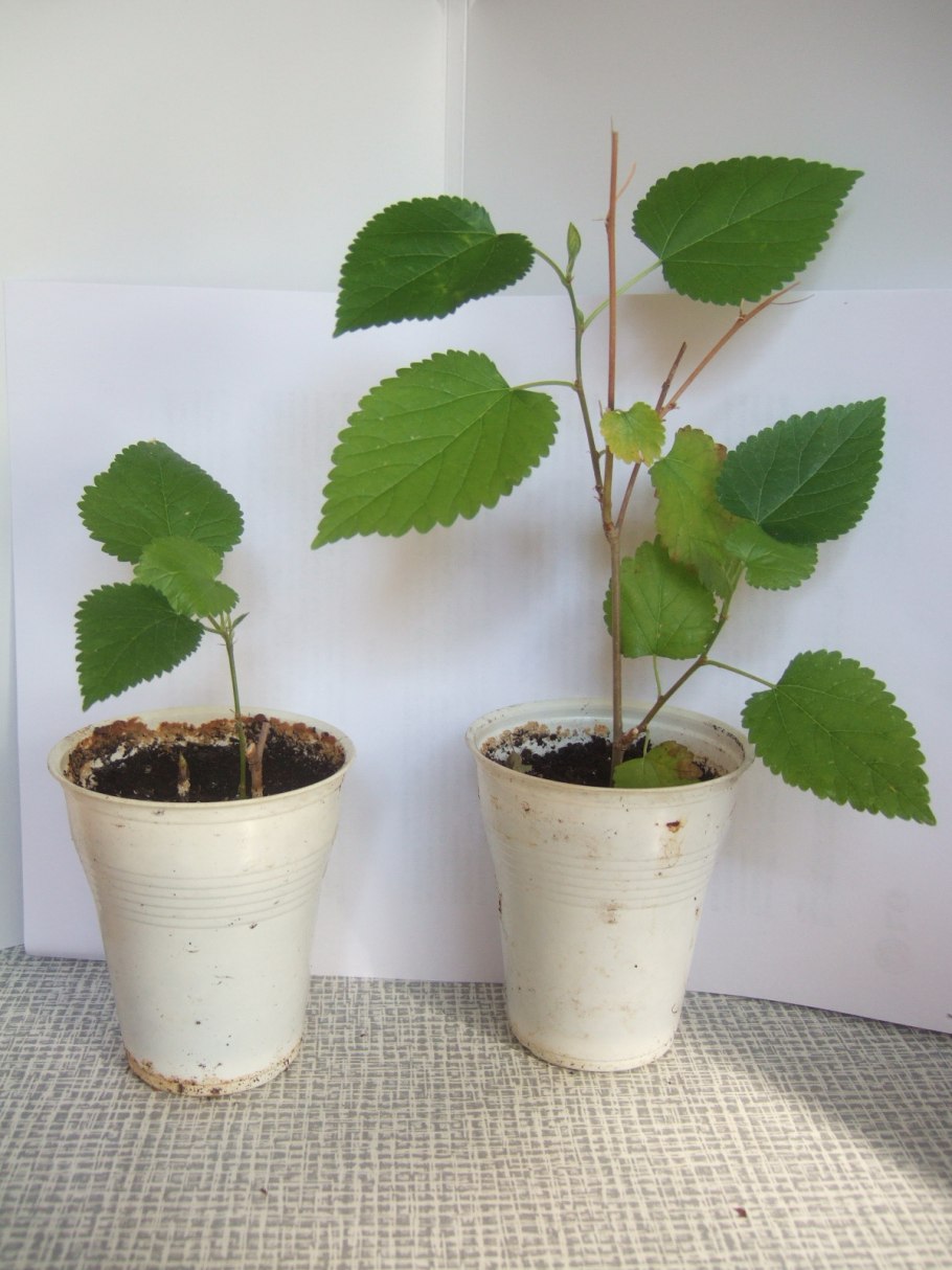 Корневая шейка дерева