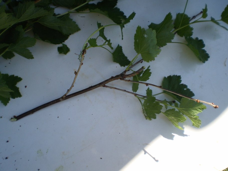 Размножение и расселение растений