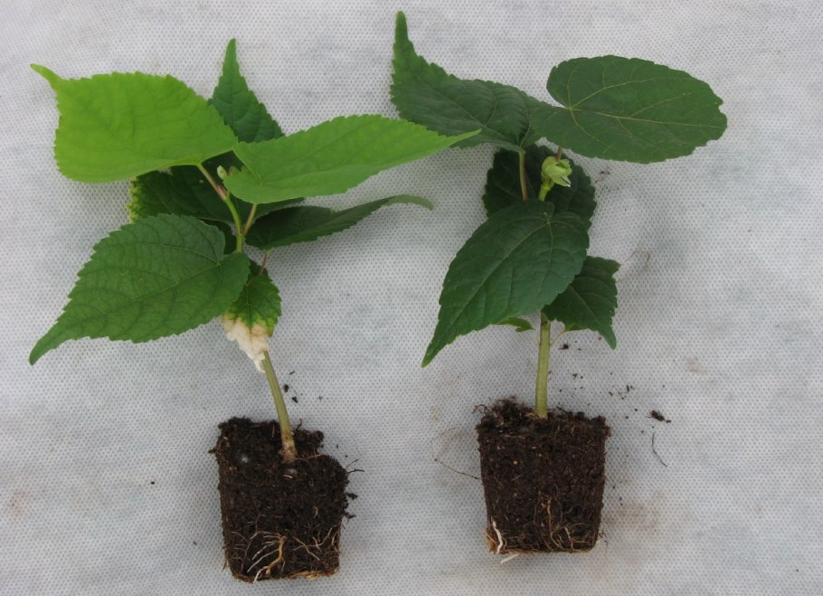 Прививка растений подвой привой