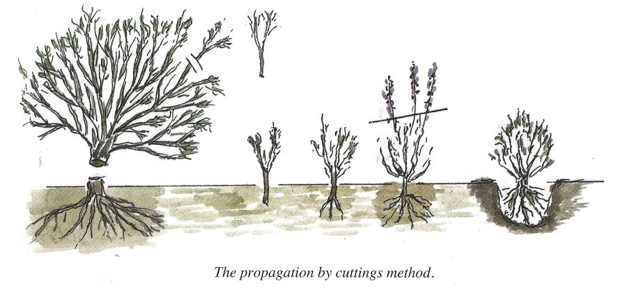 Плакучая шелковица черенками