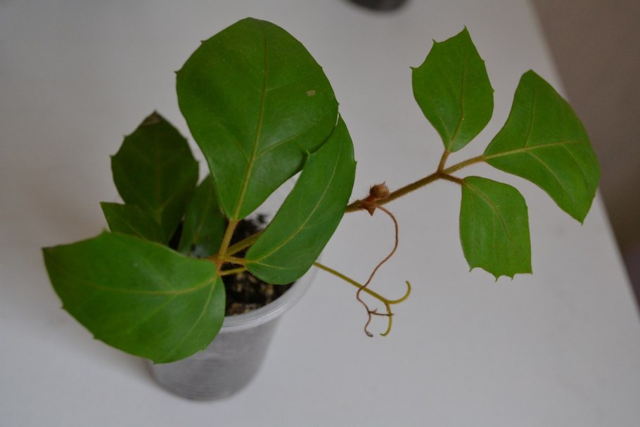 Размножение корневыми черенками