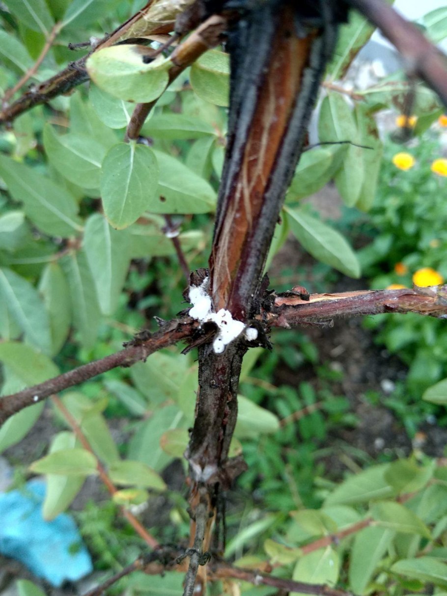 Щитовка на монстере