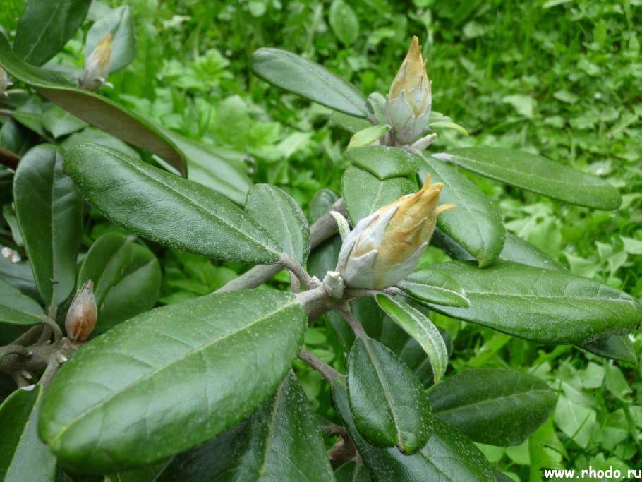 Рододендрон хлороз