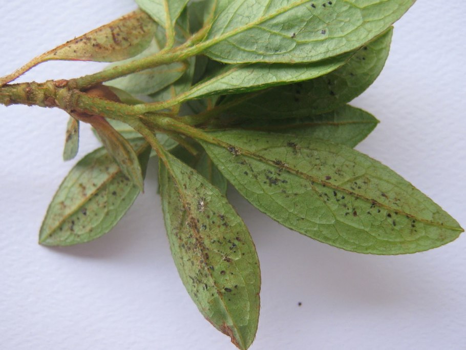 Церкоспороз рододендрона