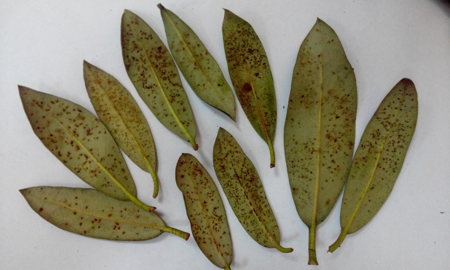 Аскохитоз бересклет