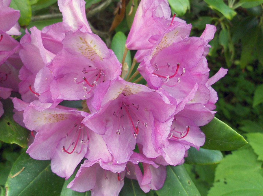 Мучнистый червец на фикусе