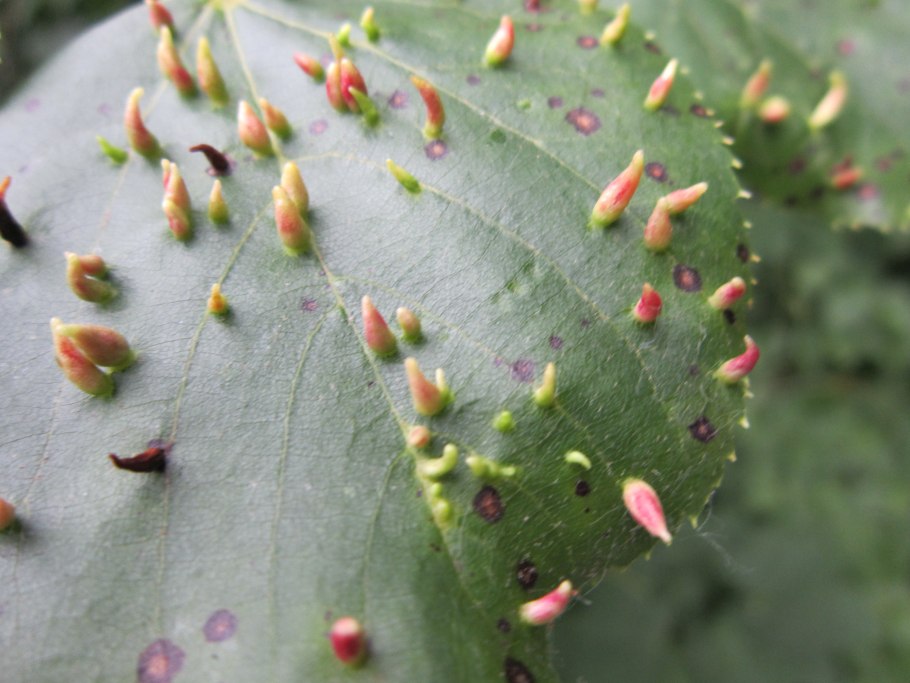 Мучнистый червец на Кротоне