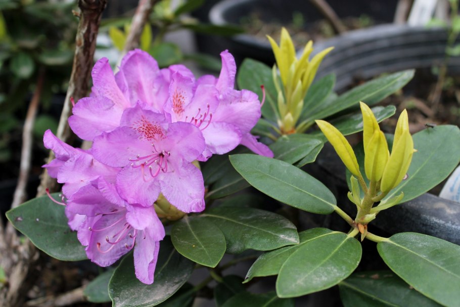 Табернемонтана щитовка