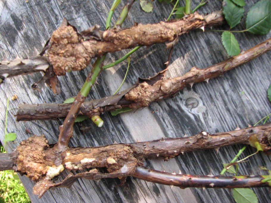 Щитовка на кизильнике