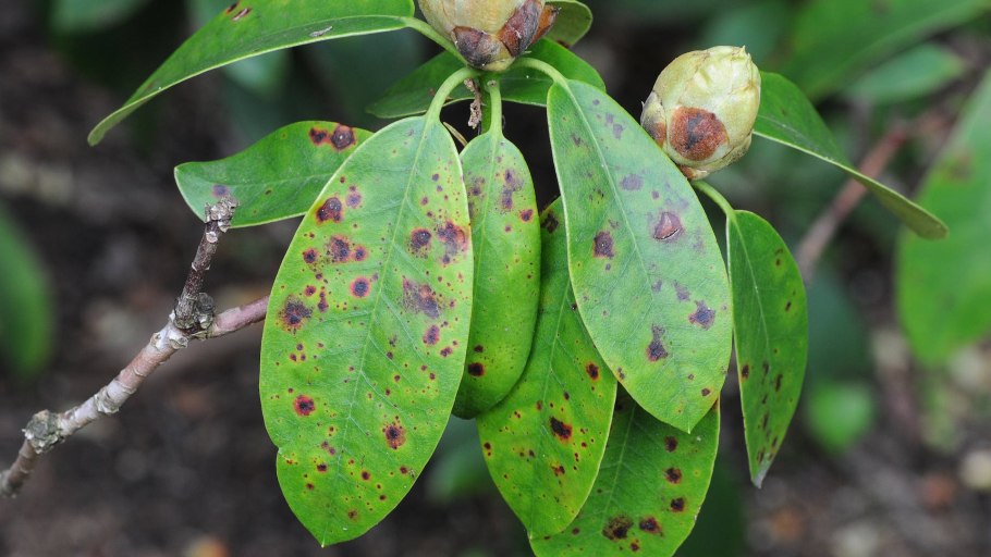 Рододендрон Нэнси Эванс