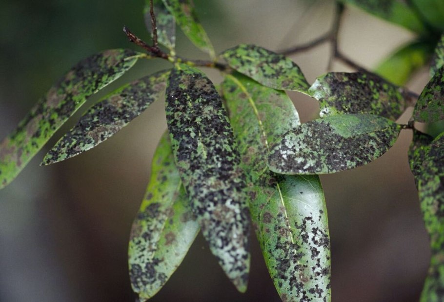 Церкоспороз рододендрона