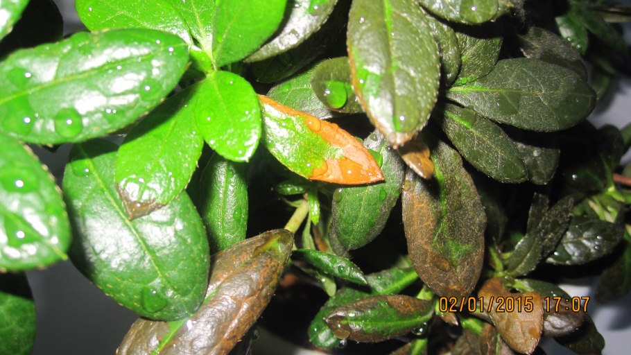 Паутинный клещ каннабис