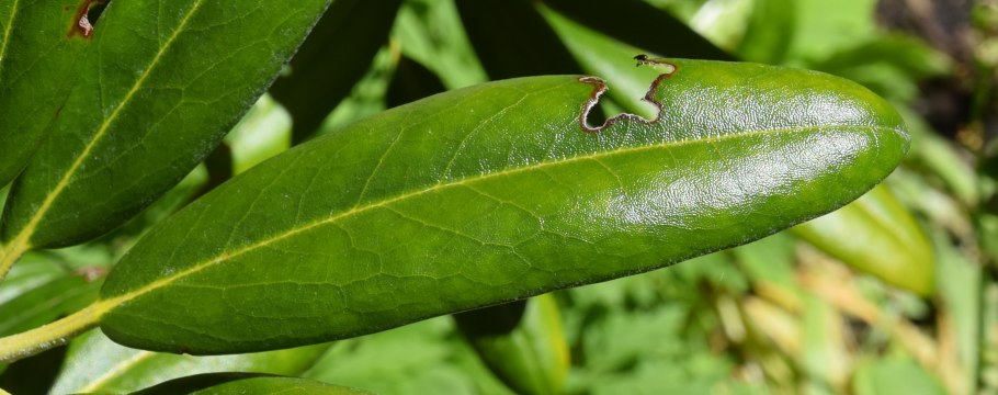 Phyllocoptruta oleivora