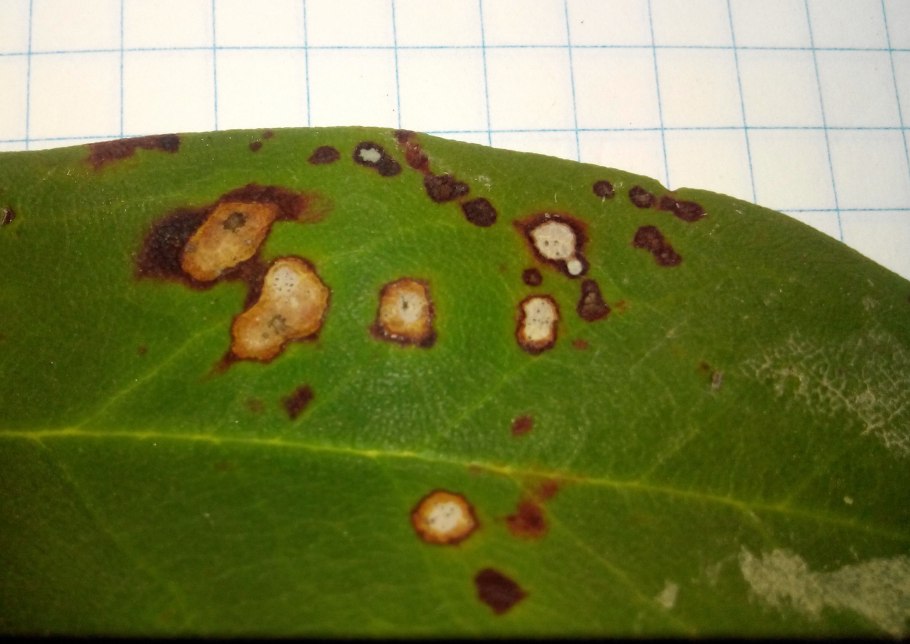 Церкоспороз рододендрона