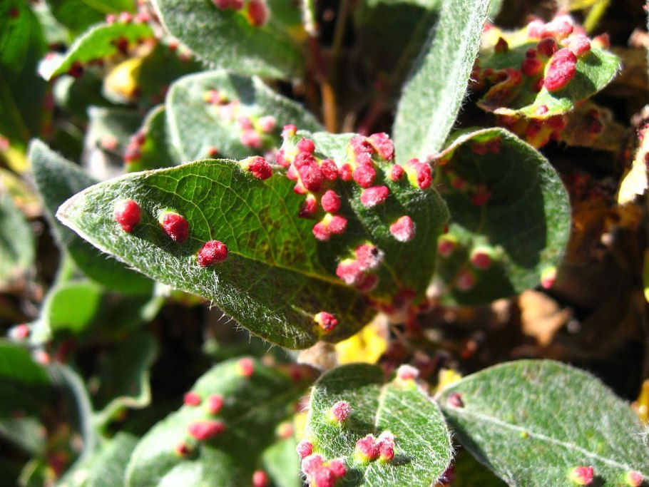 Мучнистый червец на фикусе