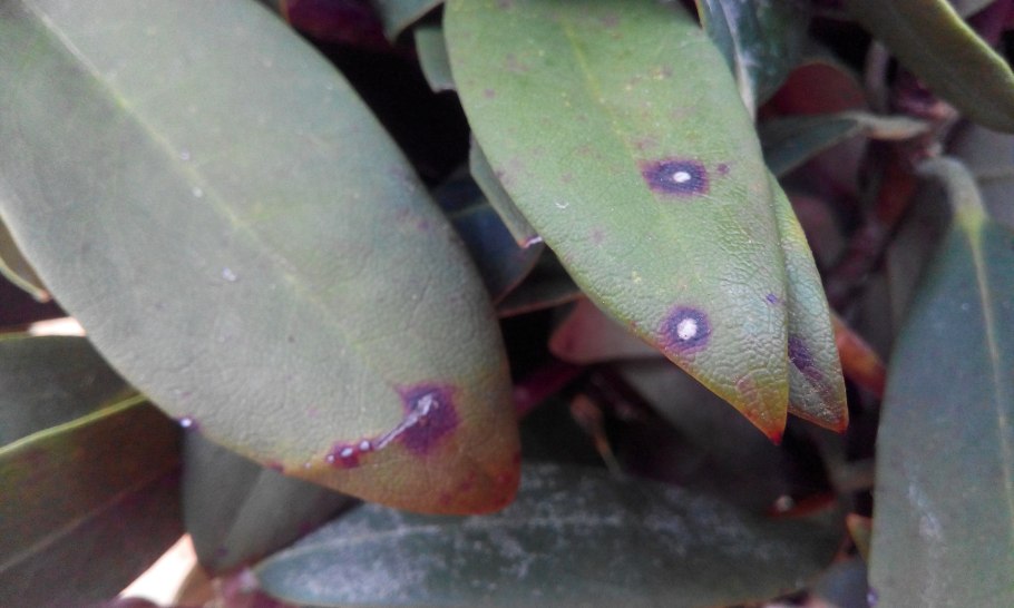 Розанный трипс