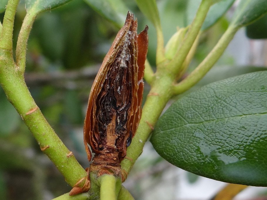 Заболевания и вредители ариокарпуса