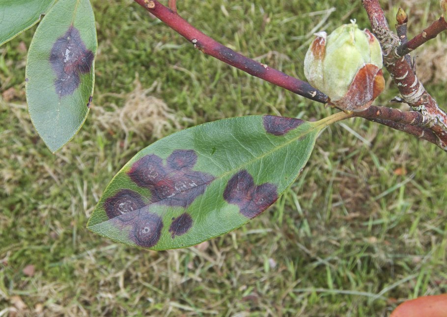 Тли трипсы паутинный клещ