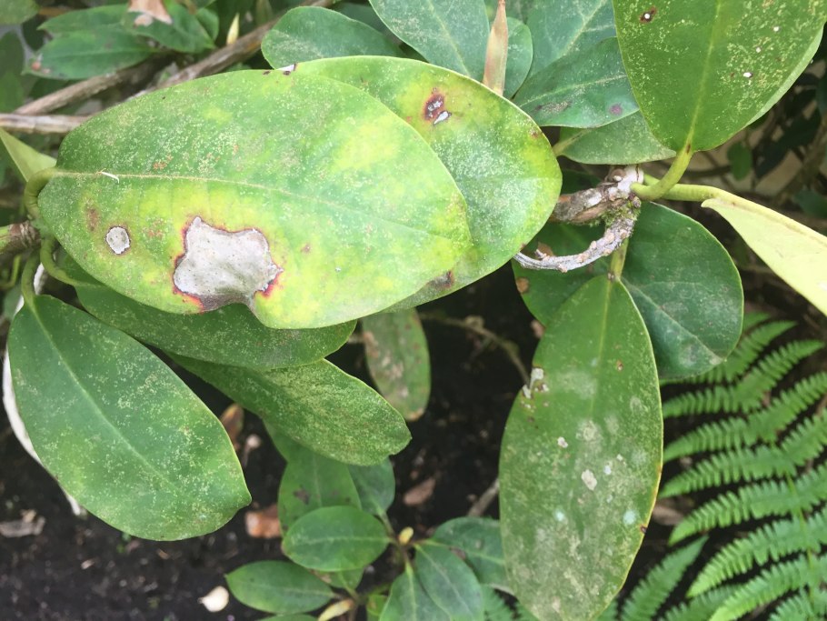 Септориозная пятнистость рододендрона