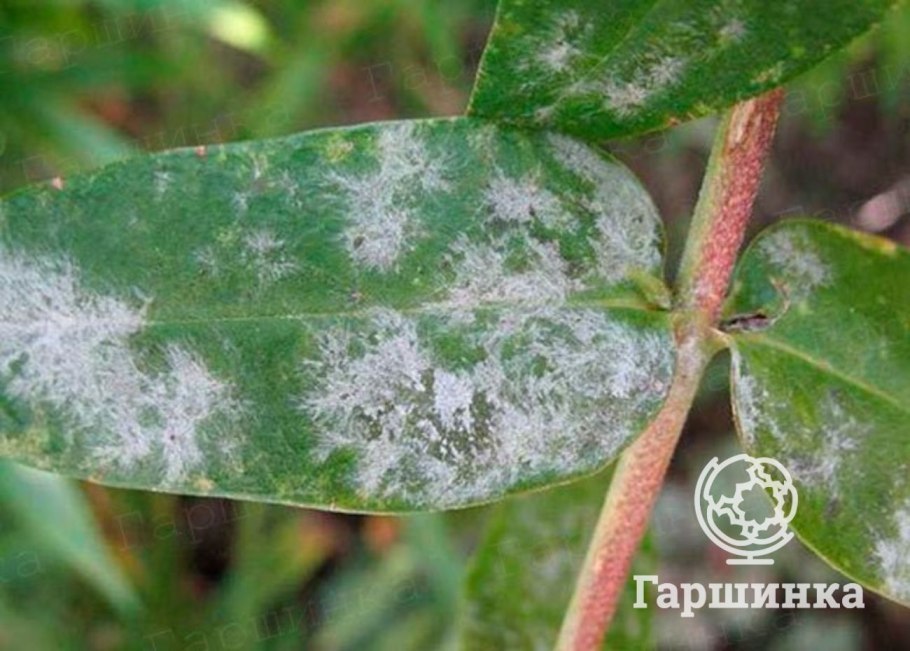 Червец Комстока Pseudococcus Comstocki (Kuwana)