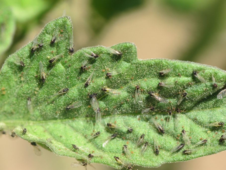 Мучнистый червец на цитрусовых