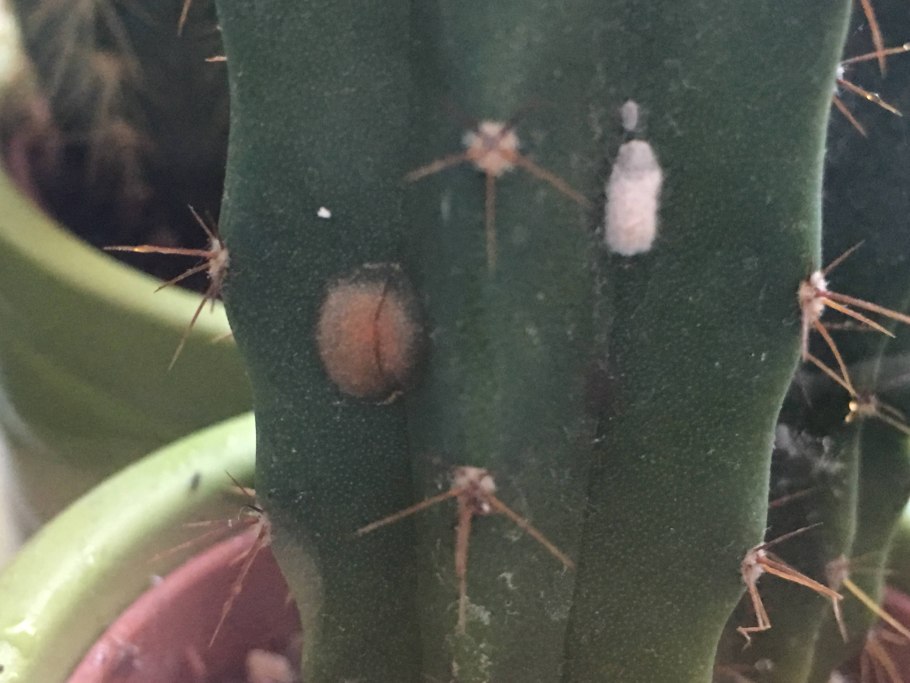 Rhododendron ferrugineum
