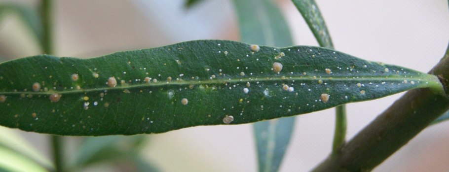 Бересклетовая щитовка