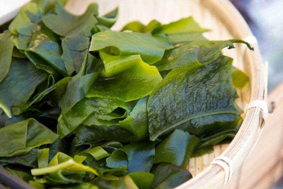 Ламинария Kelp