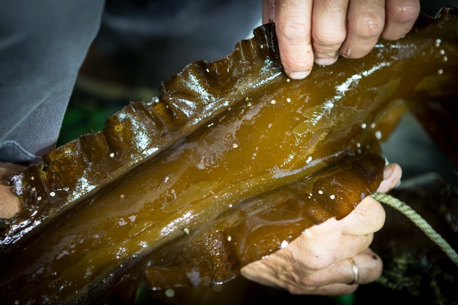 Ламинария салат из морской капусты