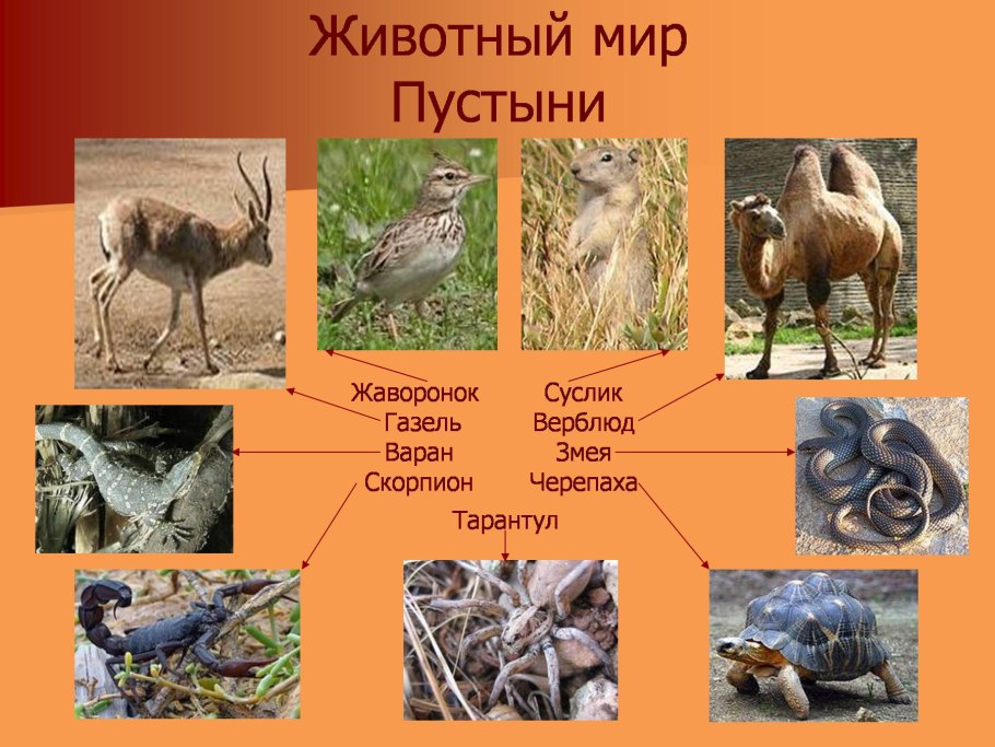 Зона пустынь и полупустынь животный мир