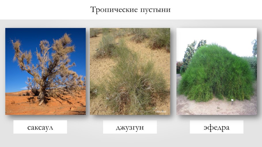 Саксаул, джузгун, эфедра