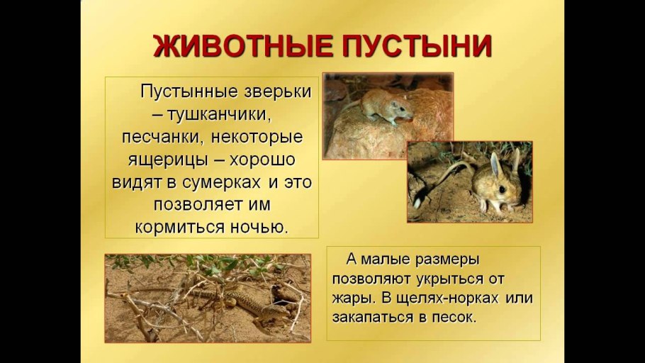 Обитатели зоны пустынь