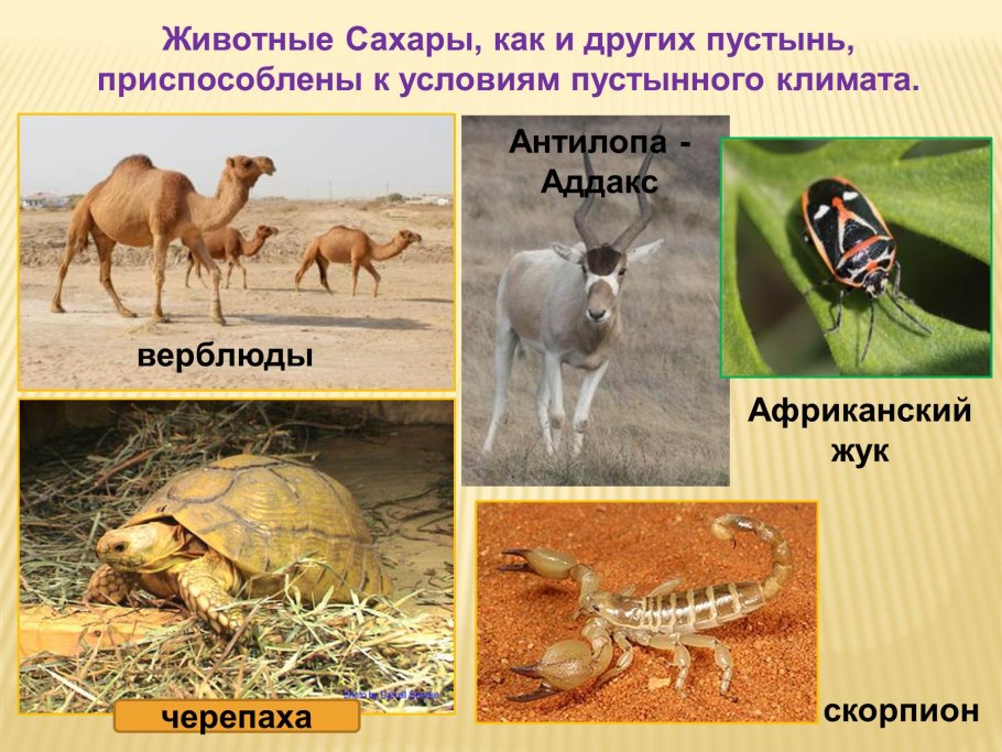 Пустыни и полупустыни Африки растительный мир