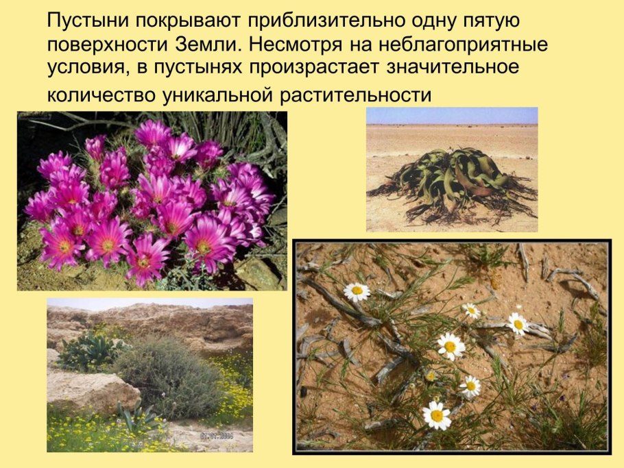 Растения растущие в пустыне
