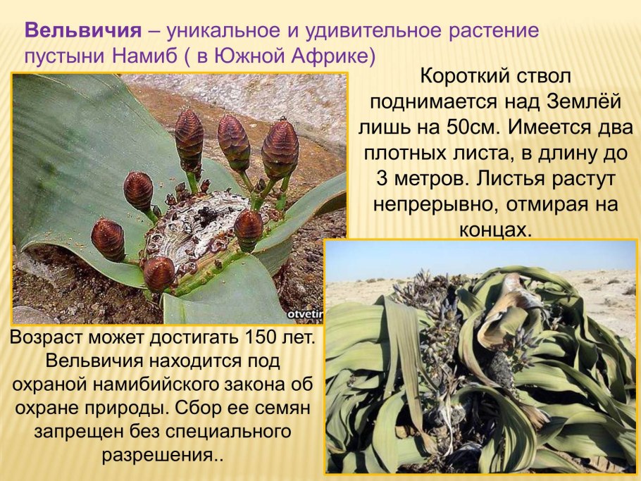 Разные кактусы в пустыне