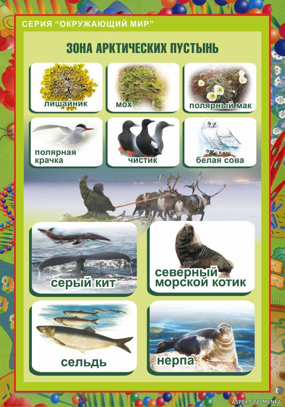 Пустыня Сонора