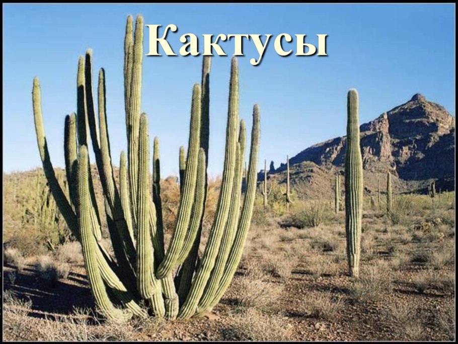 Фон пустыни с кактусами