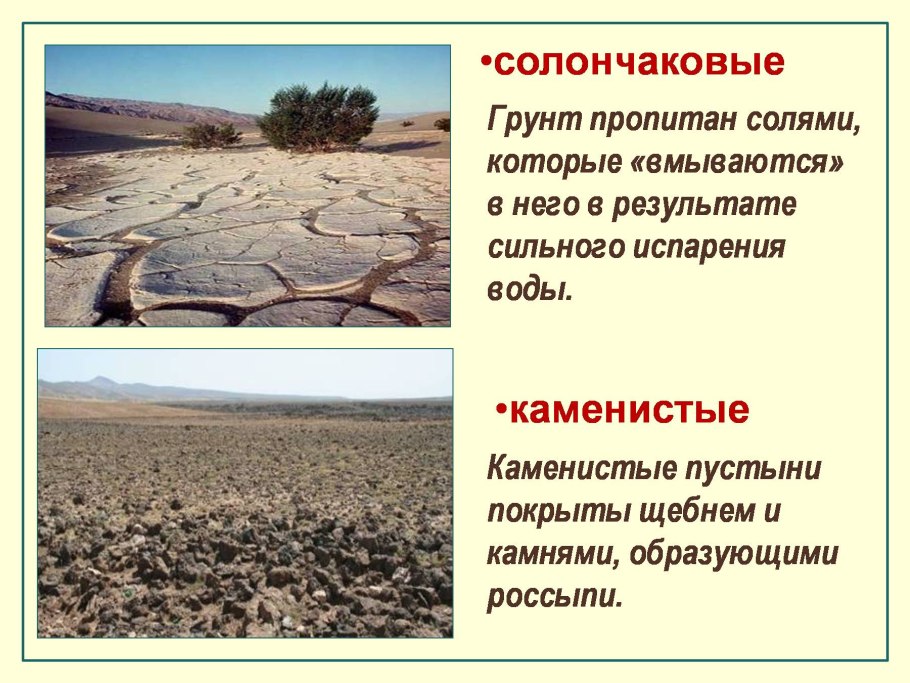 Кактус опунция в пустыне