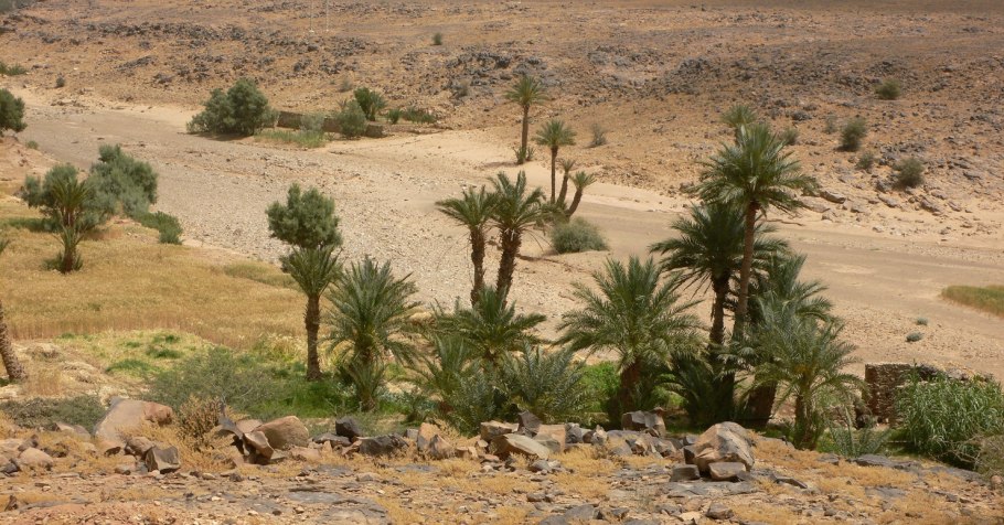 Кактус Чолла (Cholla)