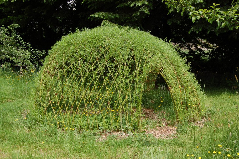 Ива плакучая декоративная карликовая