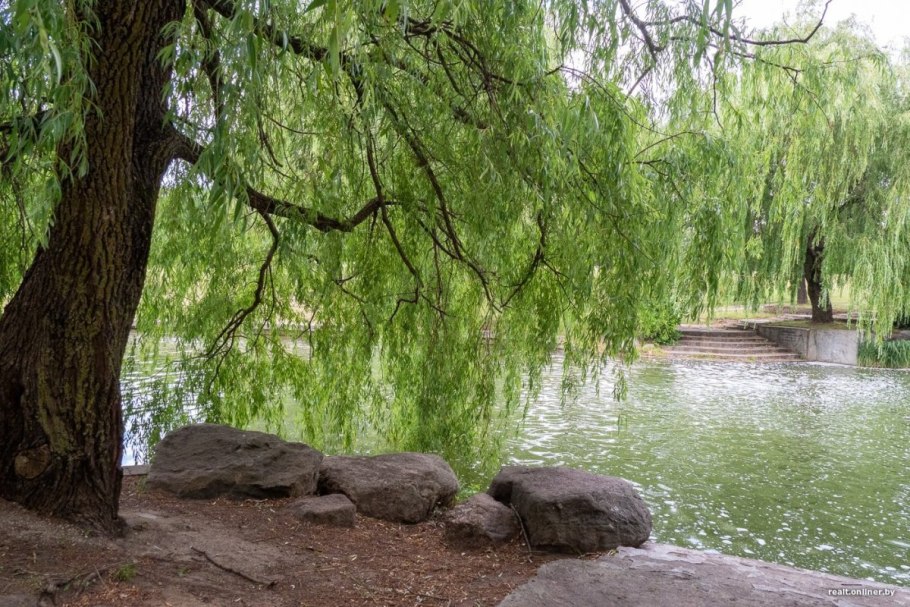 Ива Козья Килмарнок