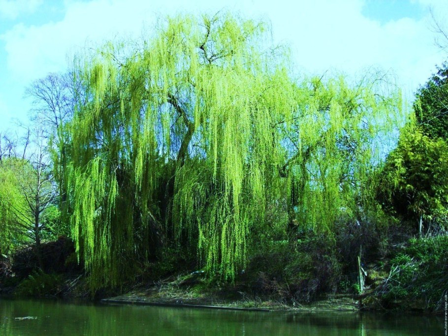 Ива пурпурная Пендула