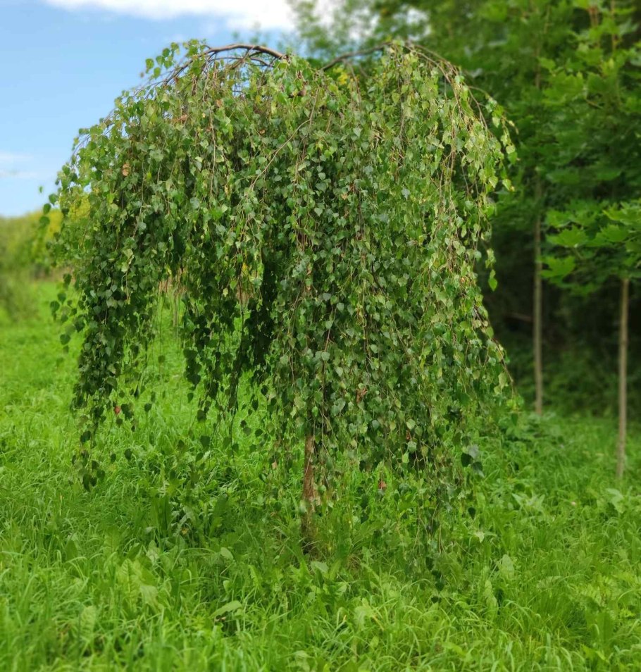 Береза повислая Пендула