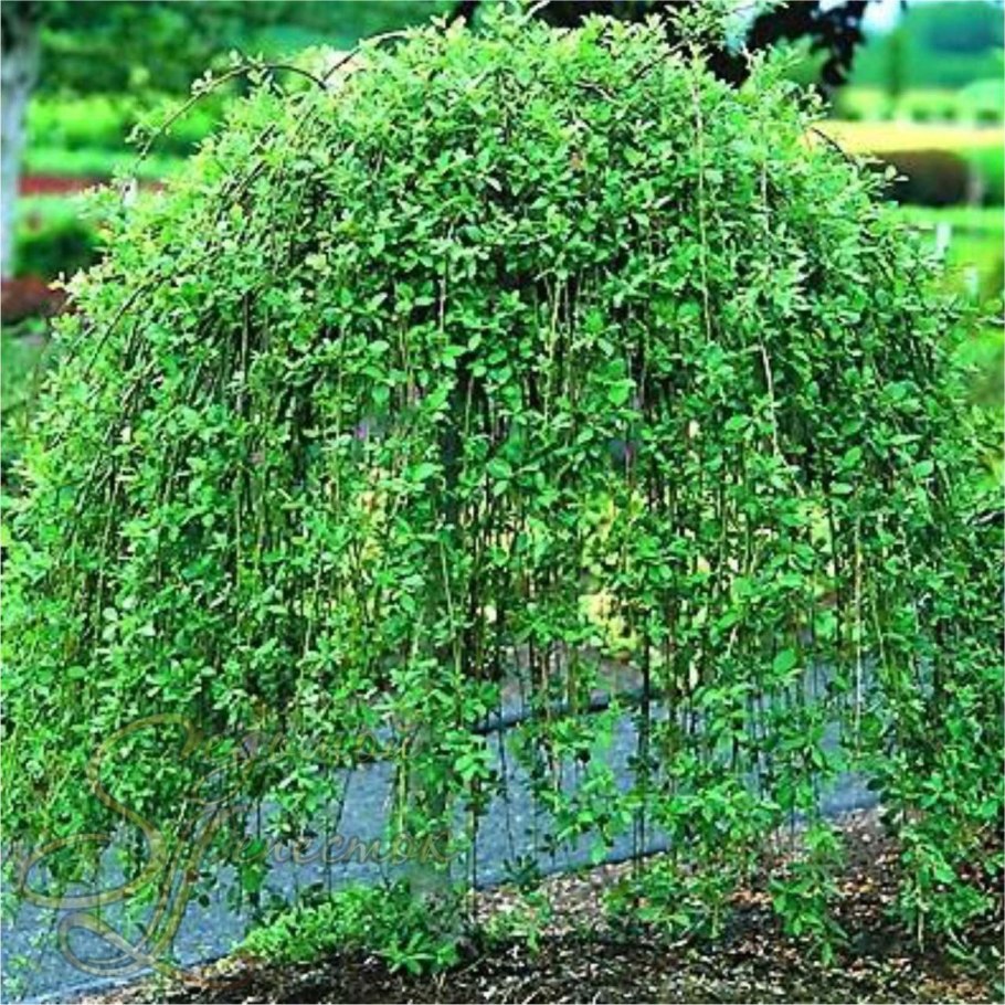 Лиственница европейская Пендула