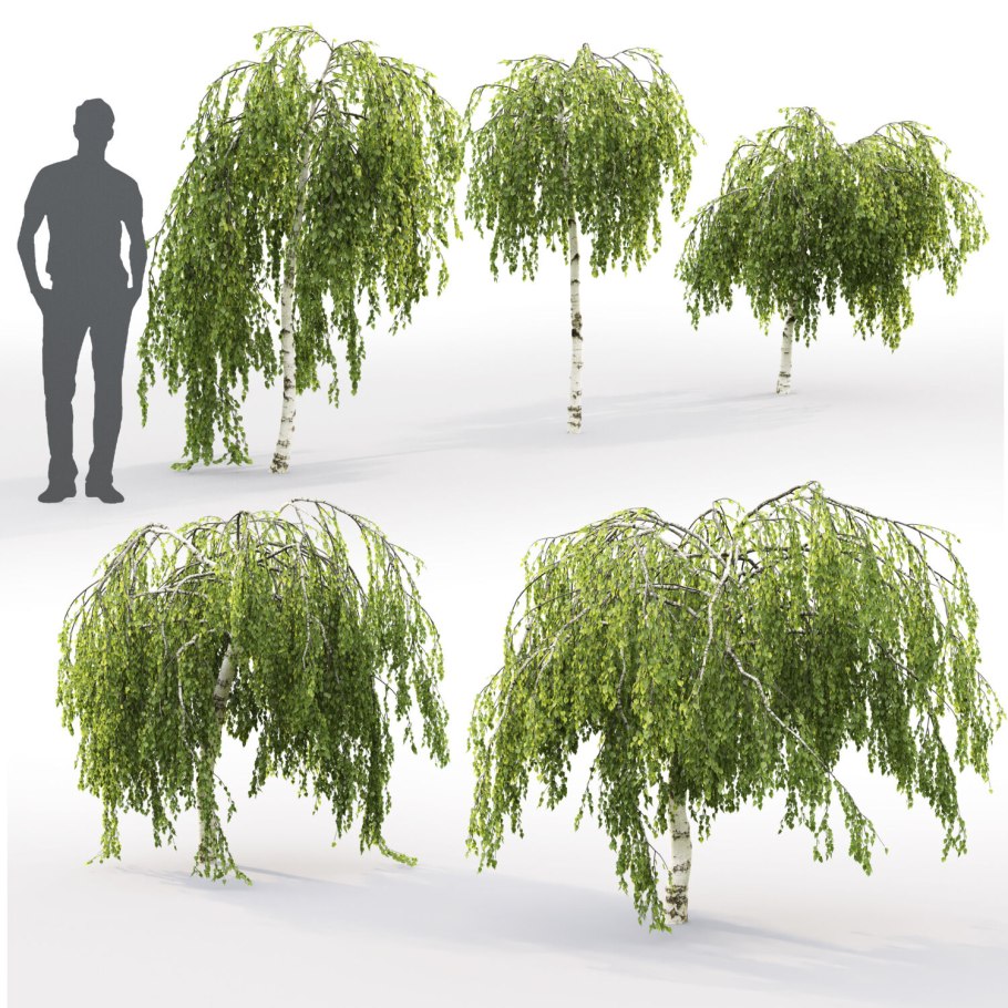 Берёза плакучая повислая