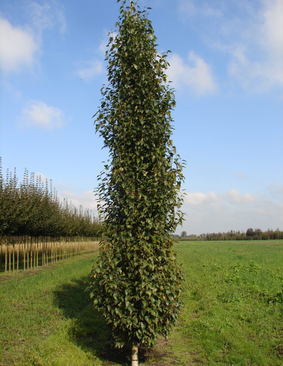Береза повислая Юнги Betula pendula Youngii