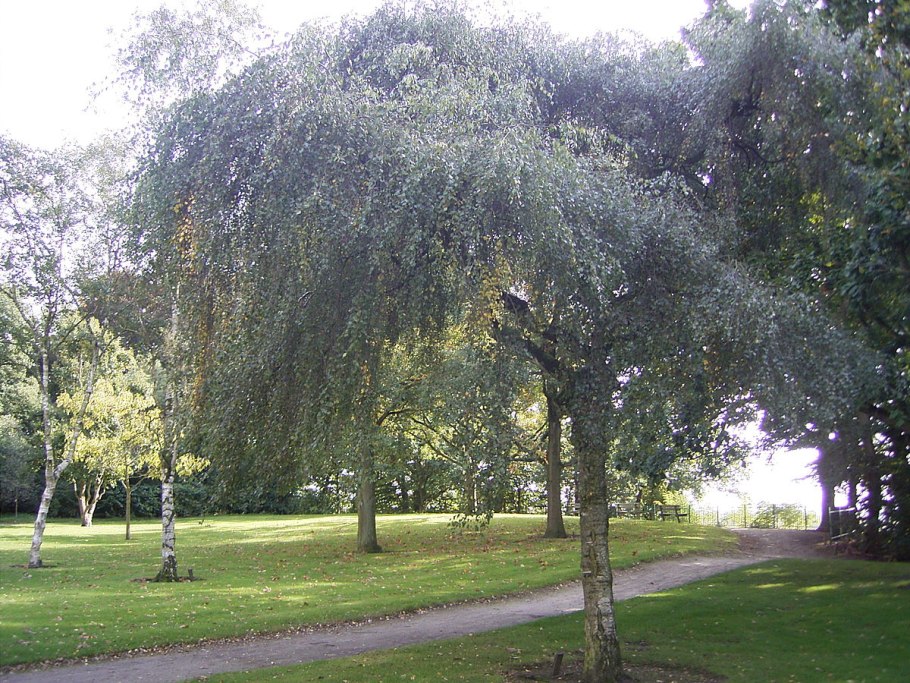 Береза штамбовая плакучая