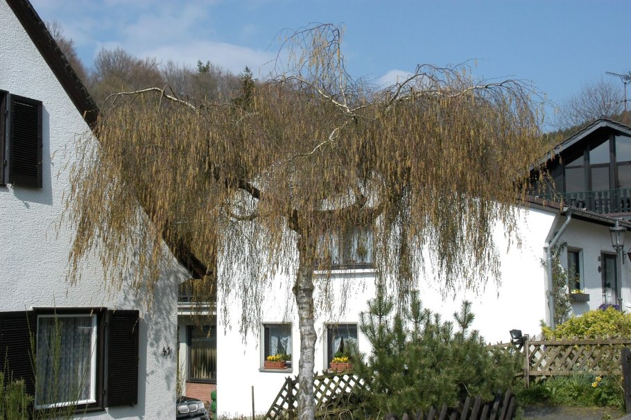 Береза повислая грацилис